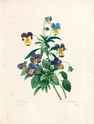 Stiefmütterchen, gestochen von Langlois, aus „Choix des Plus Belles Fleurs et des Plus Beaux Fruits“, Band II, 1827-33